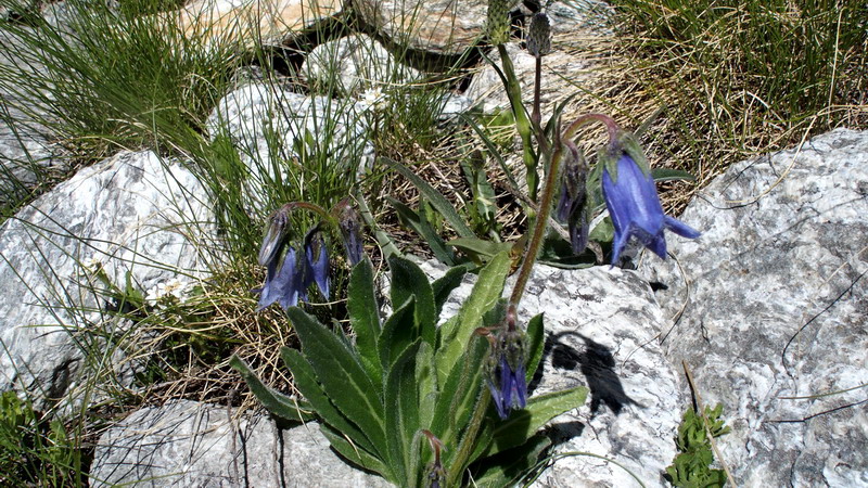 Campanula barbata